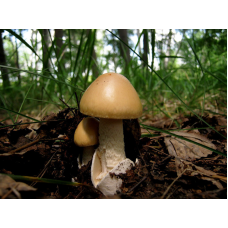 Мицелий Поплавка шафранного / Толкачик шафрановый (Amanita crocea) Мицелий Поплавка шафранного / Толкачик шафрановый (Amanita crocea)